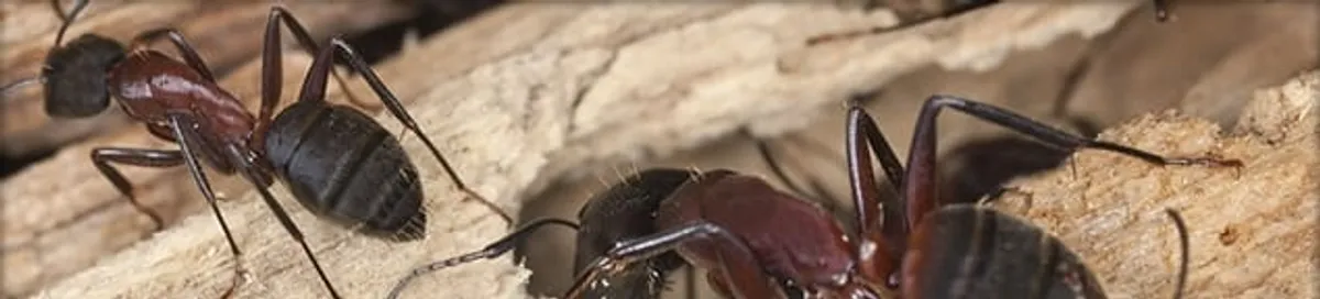Close-up of ants on wood showing an active ant infestation in Green Bay, WI