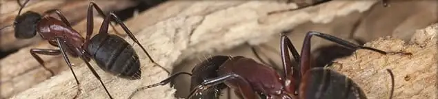 Close-up of ants on wood showing an active ant infestation in Green Bay, WI