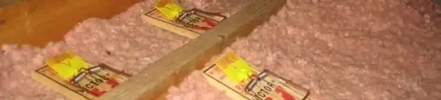 Mouse traps placed in an attic for rodent control in Green Bay, WI