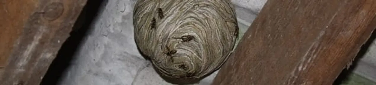 Wasp nest in an attic space, a common home infestation risk in Green Bay, WI