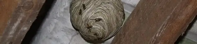 Wasp nest in an attic space, a common home infestation risk in Green Bay, WI