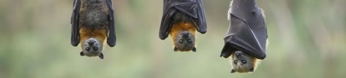 Bats roosting together, a common sign of a bat infestation in Green Bay, WI