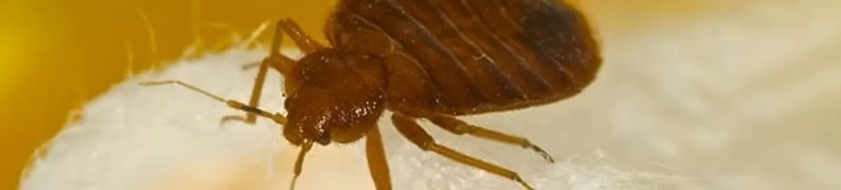 Close-up of a bed bug, a sign of an active infestation in Green Bay, WI
