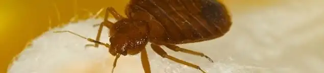 Close-up of a bed bug, a sign of an active infestation in Green Bay, WI