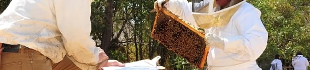 Bee removal specialists relocating a hive and honeycomb safely in Green Bay, WI