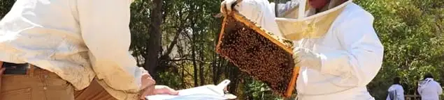 Bee removal specialists relocating a hive and honeycomb safely in Green Bay, WI