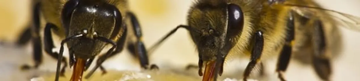 Close-up of honey bees, a sign of a nearby hive in Green Bay, WI