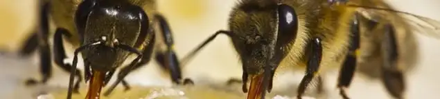 Close-up of honey bees, a sign of a nearby hive in Green Bay, WI