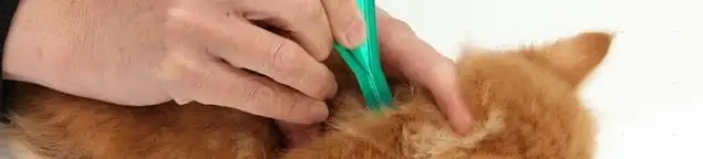 Flea treatment for pets using a flea comb, a sign of flea problems in Green Bay, WI