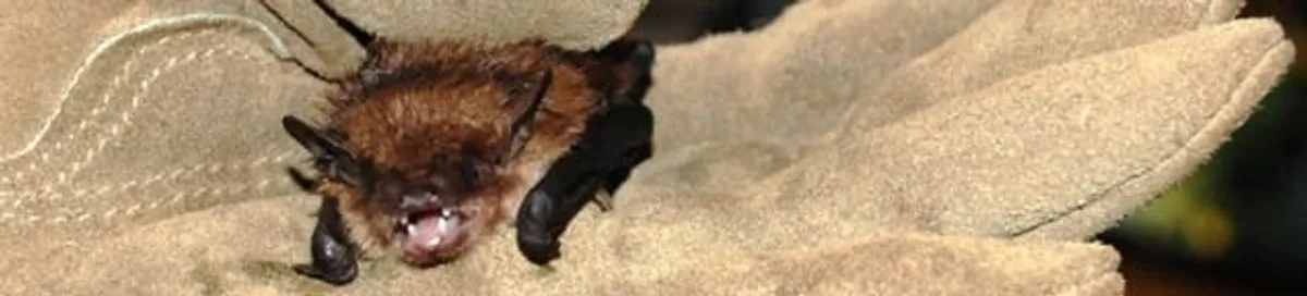 Bat removal specialist holding a bat safely during humane exclusion in Green Bay, WI