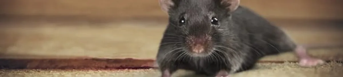 Mouse indoors, a common sign of a rodent infestation in Green Bay, WI