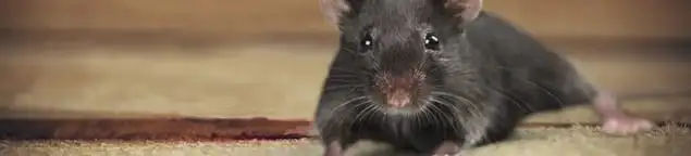 Mouse indoors, a common sign of a rodent infestation in Green Bay, WI