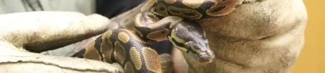 Snake removal specialist safely handling a snake with protective gloves in Green Bay, WI
