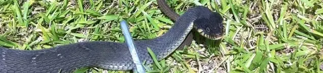 Snake in a yard, a common sign of a snake problem near a home in Green Bay, WI