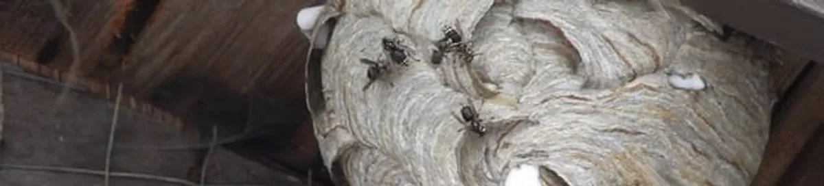 Close-up of a wasp nest with active wasps, a sign of an infestation in Green Bay, WI