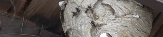 Close-up of a wasp nest with active wasps, a sign of an infestation in Green Bay, WI
